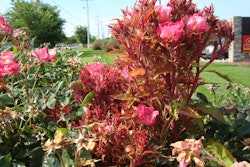 A common symptom of rose rosette disease is a witches’ broom of red stunted leaves. Photo: Alan W./Extension.org