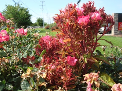 A common symptom of rose rosette disease is a witches’ broom of red stunted leaves. Photo: Alan W./Extension.org