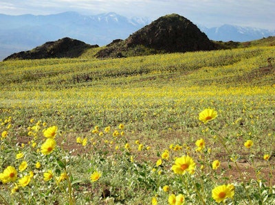 Death Valley during the 2005 “super bloom.” Photo: Death Valley National Park