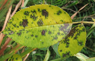 Black spot is one of the common plant diseases that is spread by rain splashes. Photo: Wikipedia