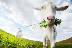 Goats have been hired by Google and at Chicago O’Hare International Airport, but the city of Salem has fired their crew.