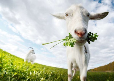 Goats have been hired by Google and at Chicago O’Hare International Airport, but the city of Salem has fired their crew.