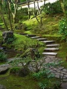 Moss gardens are ideal for shady backyards full of trees. Photo: Rosewoman/Flickr