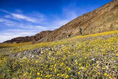 “These areas that are normally just rock, just soil, just barren, not even shrubs — they’re filled with life. Death Valley really does go from being a valley of death to a valley of life,” said Van Valkenburg. Photo: Marc Cooper/Flickr