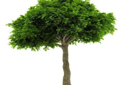 Among the most difficult plants to find, especially in the South, is the live oak.