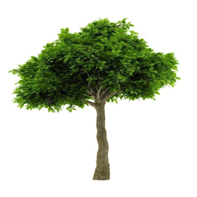 Among the most difficult plants to find, especially in the South, is the live oak.