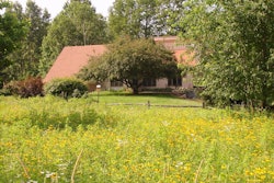 Meadow-with-native-flowers-and-grasses