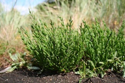 The salicornia’s tolernace for salt is so high that it can even be grown in salt water. Photo: Marco Schmidt
