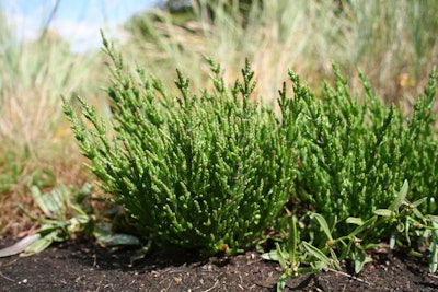 The salicornia’s tolernace for salt is so high that it can even be grown in salt water. Photo: Marco Schmidt