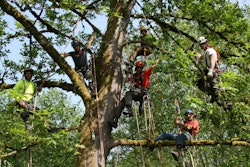 Joint aerial rescue training between Northwest Arboriculture and Sonshine Tree Care. Photo: Daniel Harman, Sonshine Tree Care