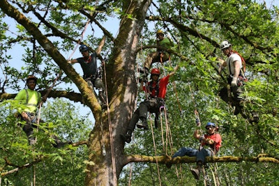 Joint aerial rescue training between Northwest Arboriculture and Sonshine Tree Care. Photo: Daniel Harman, Sonshine Tree Care