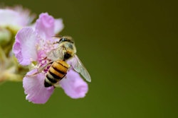 The dwindling bee population has a number of causes, but some blame neonicotinoids for harming bees the most. Photo: pixabay.com