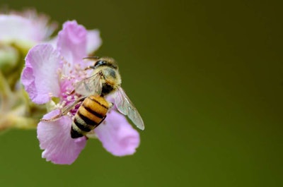 The dwindling bee population has a number of causes, but some blame neonicotinoids for harming bees the most. Photo: pixabay.com
