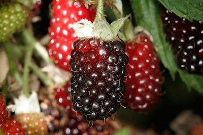 Photo: Wikipedia