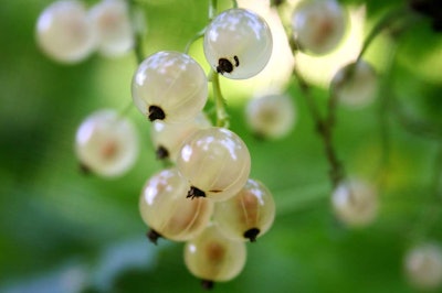 Photo: Mako/Wikipedia