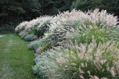 Maiden grass is low-maintenance and deer resistant. Photo: Jan Johnsen