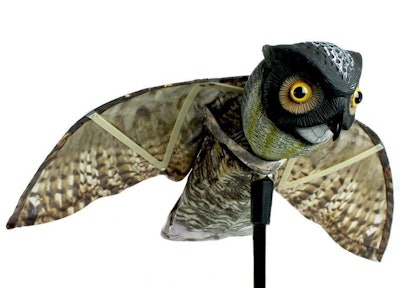 Visual scares such as this replica of a prowler owl, the most feared of aerial predators, can keep birds and small pests away.