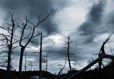 In a drought, the system trees use to distribute water has to work too hard. Photo: Shutterstock