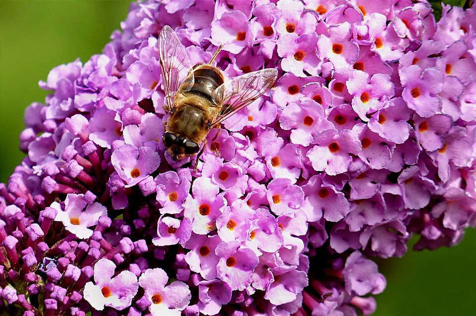 bee-pollinating-little-flowers-pixabay