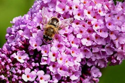 bee-pollinating-little-flowers-pixabay