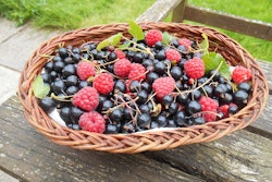 berries-in-basket-pixabay