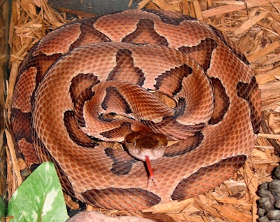 Copperhead snakes are known for biting more people in the U.S. than any other snake. Photo: Wikipedia