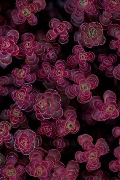 Photo: Missouri Botanical Garden