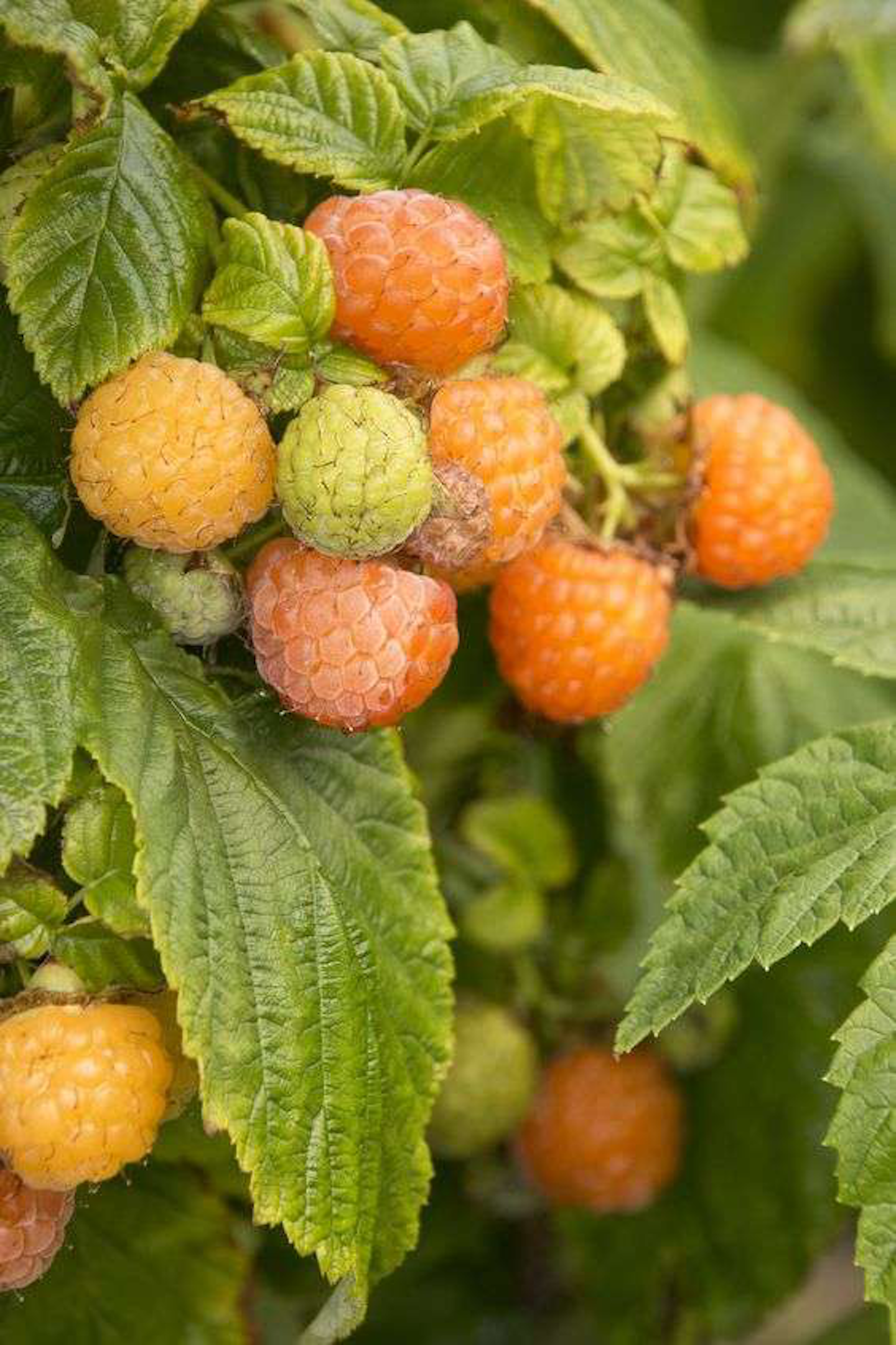 8 great berries that pull double-duty in the landscape | Total ...