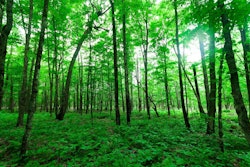 Forested watersheds provide quality drinking water to more than 180 million Americans. Photo: Joshua Mayer/Flickr