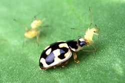 ladybeetle
