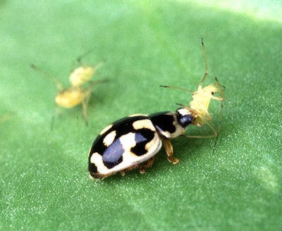A ladybird beetle devours an aphid.