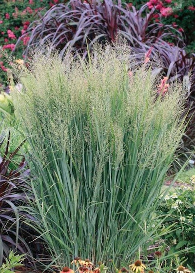 Northwind switchgrass is hardy in USDA Zones 4-9. Photo: Monrovia