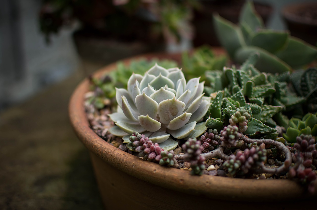Hardy Succulents That Can Save Water In Any Region Total Landscape Care Hardy Succulents That Can Save Water In Any Region Total Landscape Care