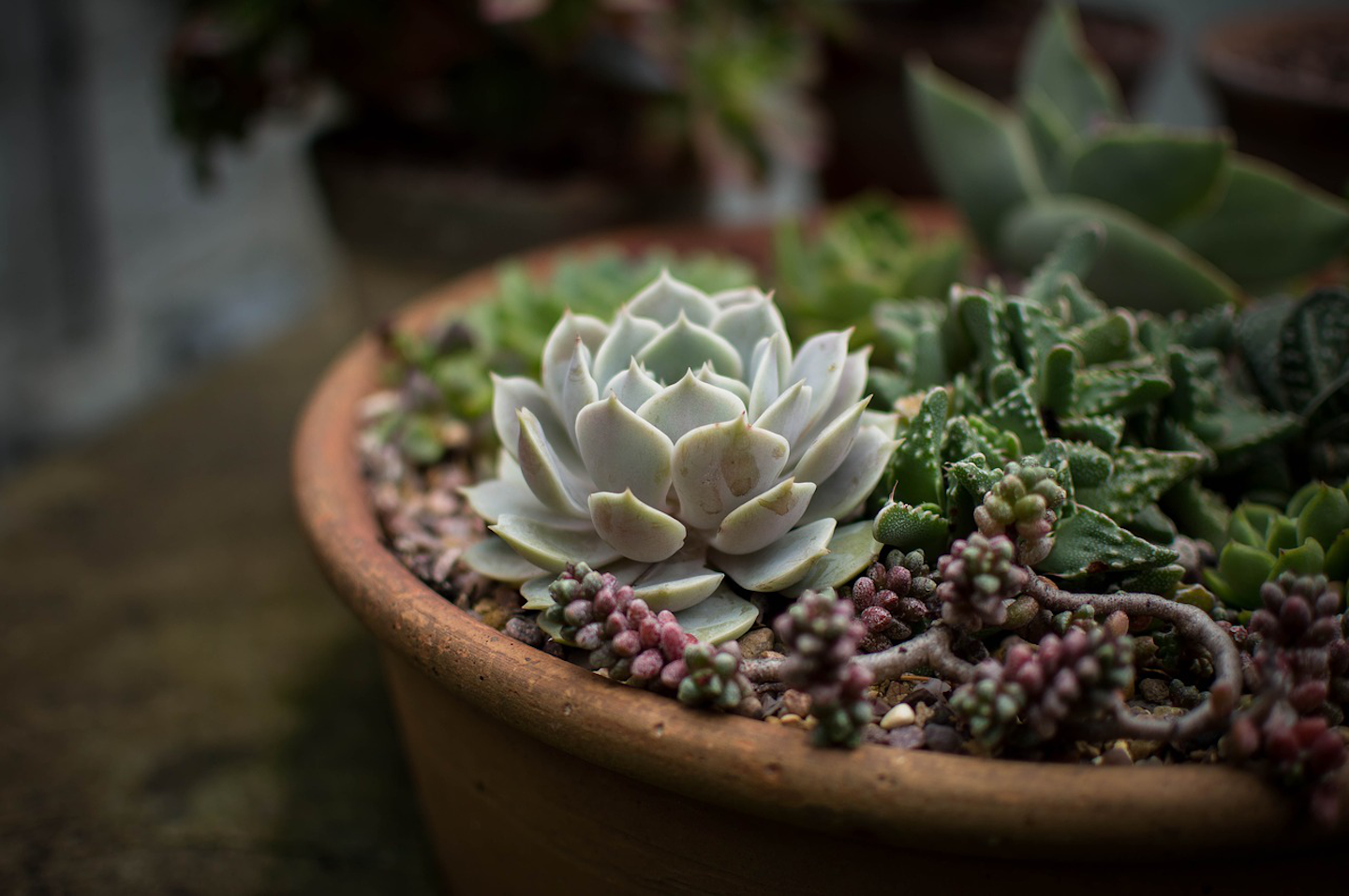 Hardy Succulents That Can Save Water In Any Region Total Landscape Care