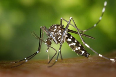 The tiger mosquito is known for serving as a vector for diseases like yellow fever and the Zika virus. Photo: Pixabay