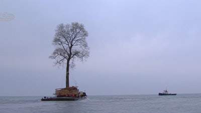 The massive tulip tree was transported by barge on the Black Sea to its new home. Photo: BBC