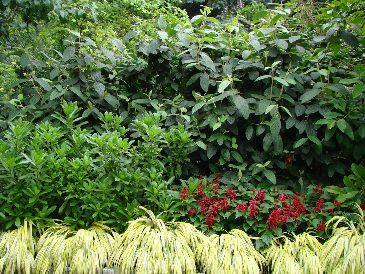 How to select ornamental foliage for privacy screens | Total