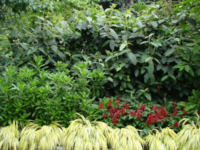 Leatherleaf viburnum berries start out red in the fall and then turn black when ripe. Photo: Jan Johnsen