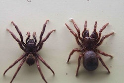 Made with spider venom, the product does not affect bees, birds, fish, mammals or beneficial insects because of the targeted nature of the peptide toxins, according to Vestaron. Photo: Wikipedia