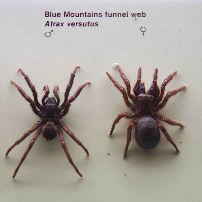 Made with spider venom, the product does not affect bees, birds, fish, mammals or beneficial insects because of the targeted nature of the peptide toxins, according to Vestaron. Photo: Wikipedia