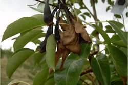 The severity of fire blight varies from year to year depending on the spring weather. Photo: ninjatacoshell