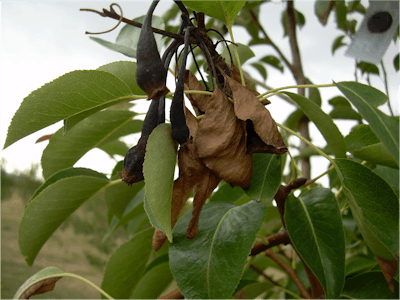 The severity of fire blight varies from year to year depending on the spring weather. Photo: ninjatacoshell