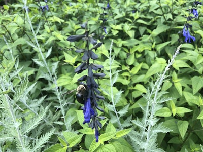 Photo: Jill Odom/Total Landscape Care