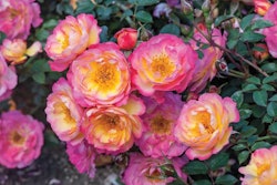 Weeks Roses Rainbow Happy Trails