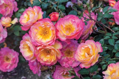 Rainbow Happy Trails is a new groundcover rose from Weeks Roses. Photo: Weeks Roses
