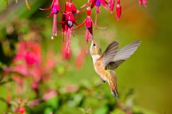 Rufous-hummingbird-feeding-fuchsia