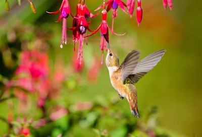 The Rufous hummingbird is the most widely-distributed hummingbird in North America.
