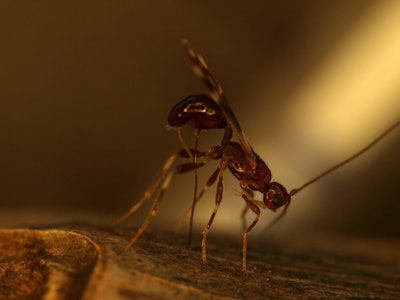 Spathius galinae have sensors in their legs that allow them to detect vibrations of emerald ash borer larvae. Photo: Jian Duan