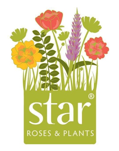 Star Roses Plants