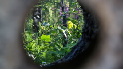 The view inside the granite cube reveals a living forest. Photo: RHS